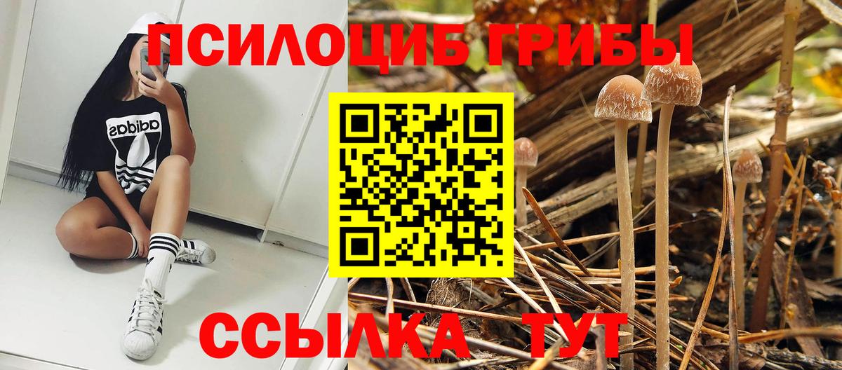 купить наркоту  Вход с VPN  Мыски  Галлюциногенные грибы Psilocybine cubensis 
